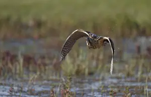 Botaurus Stellaris Drucke: Eurasian Bittern, Botaurus stellaris