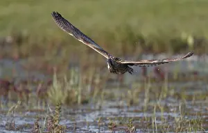 Botaurus Stellaris Drucke: Eurasian Bittern, Botaurus stellaris