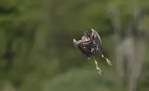 Botaurus Stellaris Drucke: Eurasian Bittern, Botaurus stellaris