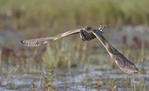 Botaurus Stellaris Drucke: Eurasian Bittern, Botaurus stellaris