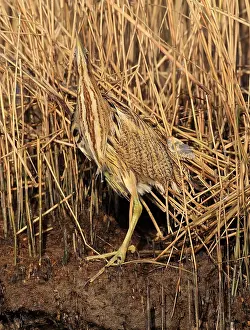 Botaurus Stellaris Habitat Drucke: Eurasian Bittern, Botaurus stellaris