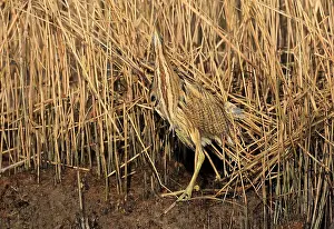 Eurasian Bittern Habitat Drucke: Eurasian Bittern, Botaurus stellaris
