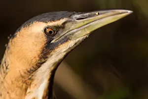 Botaurus Stellaris Drucke: Eurasian Bittern, Botaurus stellaris