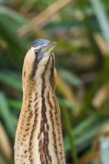 Nature Photography Switzerland Drucke: Eurasian Bittern, Botaurus stellaris