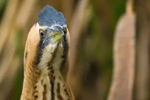 Botaurus Stellaris Drucke: Eurasian Bittern, Botaurus stellaris
