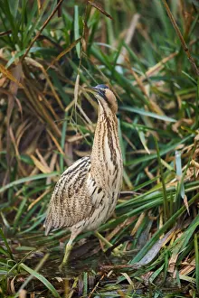 Botaurus Stellaris Drucke: Eurasian Bittern, Botaurus stellaris