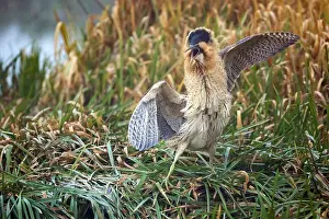 Botaurus Stellaris Drucke: Eurasian Bittern, Botaurus stellaris