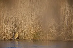Botaurus Stellaris Habitat Drucke: Eurasian Bittern, Botaurus stellaris