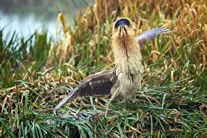 European Wildlife Animal Drucke: Eurasian Bittern, Botaurus stellaris