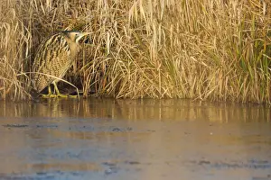 Botaurus Stellaris Habitat Drucke: Eurasian Bittern, Botaurus stellaris
