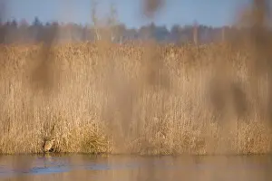 Botaurus Stellaris Habitat Drucke: Eurasian Bittern, Botaurus stellaris