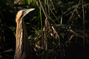 Botaurus Stellaris Drucke: Eurasian Bittern, Botaurus stellaris