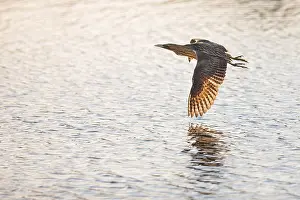 Botaurus Stellaris Drucke: Eurasian Bittern, Botaurus stellaris