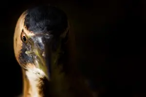 Botaurus Stellaris Drucke: Eurasian Bittern, Botaurus stellaris