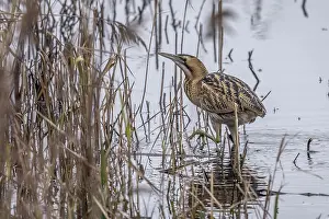 Botaurus Stellaris Habitat Drucke: Eurasian Bittern, Botaurus stellaris