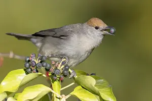Nature Photography Italy Drucke: Eurasian Blackcap