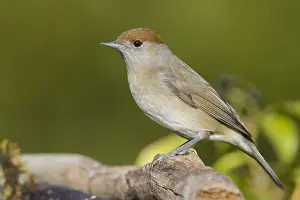 Sylvia Atricapilla Species Drucke: Eurasian Blackcap