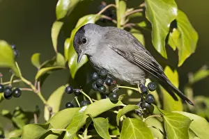 Nature Photography Italy Drucke: Eurasian Blackcap