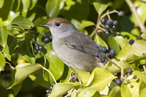 Sylvia Atricapilla Species Drucke: Eurasian Blackcap