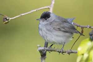 Sylvia Atricapilla Species Drucke: Eurasian Blackcap