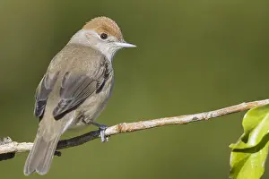 Sylvia Atricapilla Species Drucke: Eurasian Blackcap