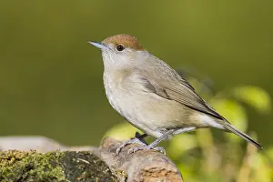 Nature Photography Italy Drucke: Eurasian Blackcap