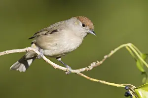 Sylvia Atricapilla Species Drucke: Eurasian Blackcap