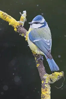 Birds In Snow Drucke: Eurasian Blue Tit