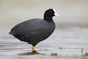 European Birdlife Photography Drucke: Eurasian Coot