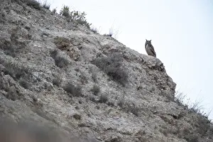 Eurasian Eagle Owl Images Drucke: Eurasian Eagle Owl, Bubo bubo