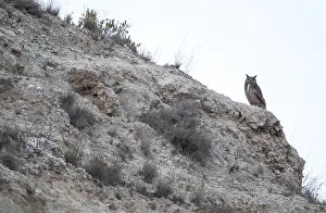 Eurasian Eagle Owl Habitat Drucke: Eurasian Eagle Owl, Bubo bubo