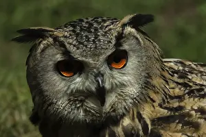 Eurasian Eagle Owl Drucke: Eurasian Eagle-owl, Bubo bubo