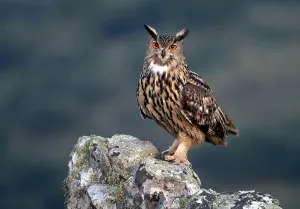 Eurasian Eagle Owl Drucke: Eurasian Eagle Owl, Bubo bubo bubo