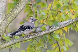 Garrulus Glandarius Images Drucke: Eurasian Jay
