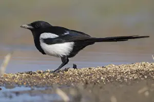 Eurasian Magpie Drucke: Eurasian Magpie