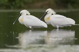 Eurasian Spoonbill Drucke: Eurasian Spoonbill