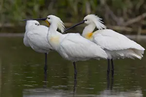 Eurasian Spoonbill Images Drucke: Eurasian Spoonbill