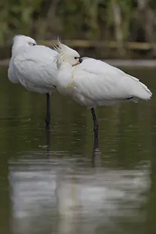 Eurasian Spoonbill Drucke: Eurasian Spoonbill