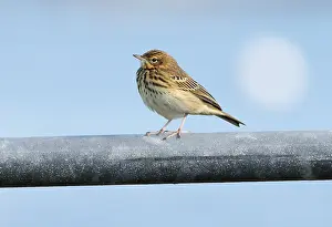 Eurasian Bird Species Drucke: Eurasian Tree Pipit