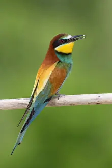 Merops Apiaster Species Drucke: European Bee-eater
