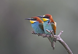 Merops Apiaster Species Drucke: European Bee-eater, Bijeneter, Merops apiaster