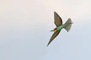 Merops Apiaster Species Drucke: European Bee-eater, Bijeneter, Merops apiaster