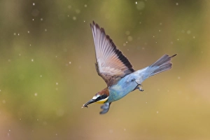 Merops Apiaster Species Drucke: European Bee-eater, Merops apiaster