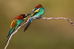 Bilder Datiert 29. Mai 2022: Europäischer Bienenfresser, Merops apiaster
