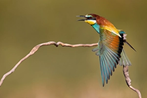 Europäischer Bienenfresser, Merops apiaster