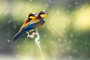 Bilder Datiert 2. Juni 2022: Europäischer Bienenfresser, Merops apiaster