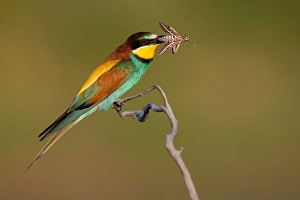 Bilder Datiert 1. Juni 2022: Europäischer Bienenfresser, Merops apiaster