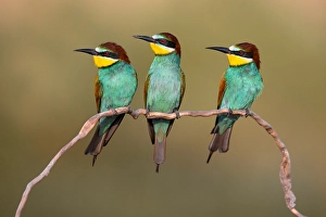 Bee Eater Perched Branch Drucke: European Bee-eater, Merops apiaster