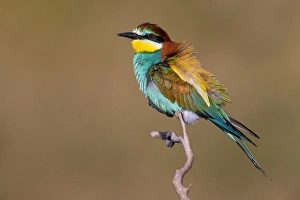 Bilder Datiert 30. Mai 2022: Europäischer Bienenfresser, Merops apiaster