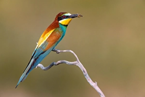 Merops Apiaster Species Drucke: European Bee-eater, Merops apiaster